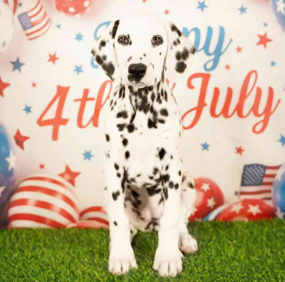 pet breed image