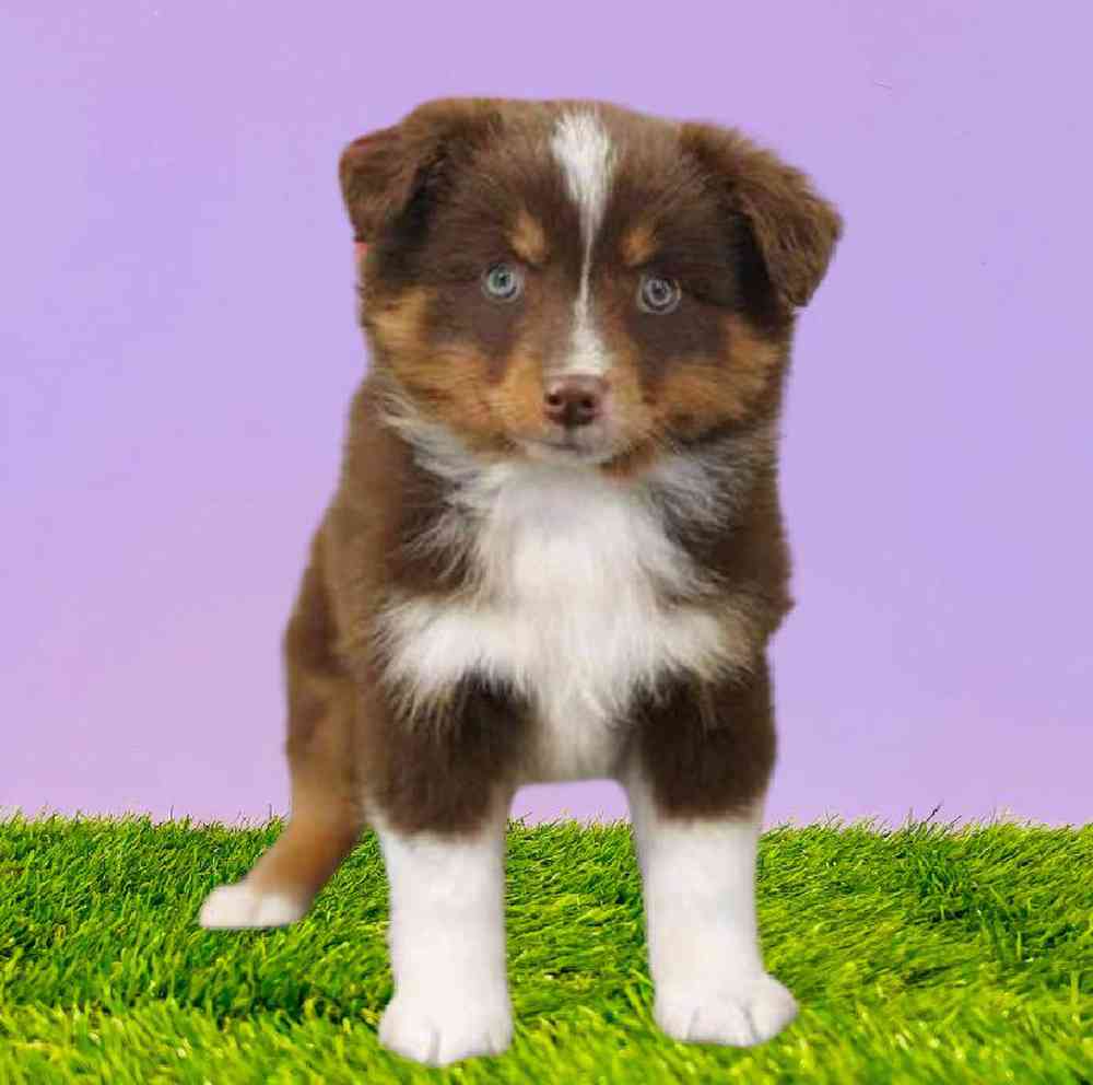 Information on Mini Australian Shepherd Puppies for Sale in Washington