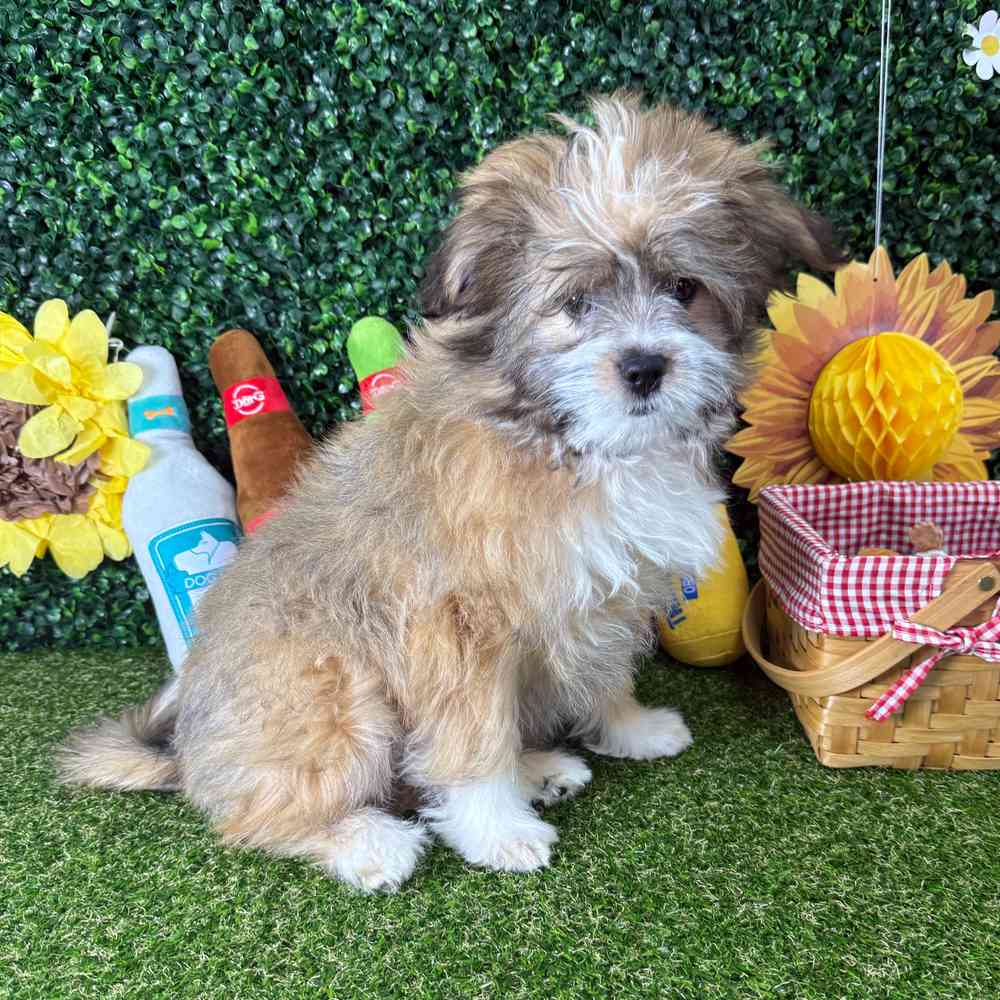 carousel pet images