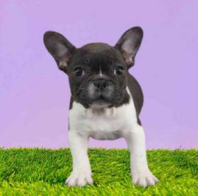 French Bulldog