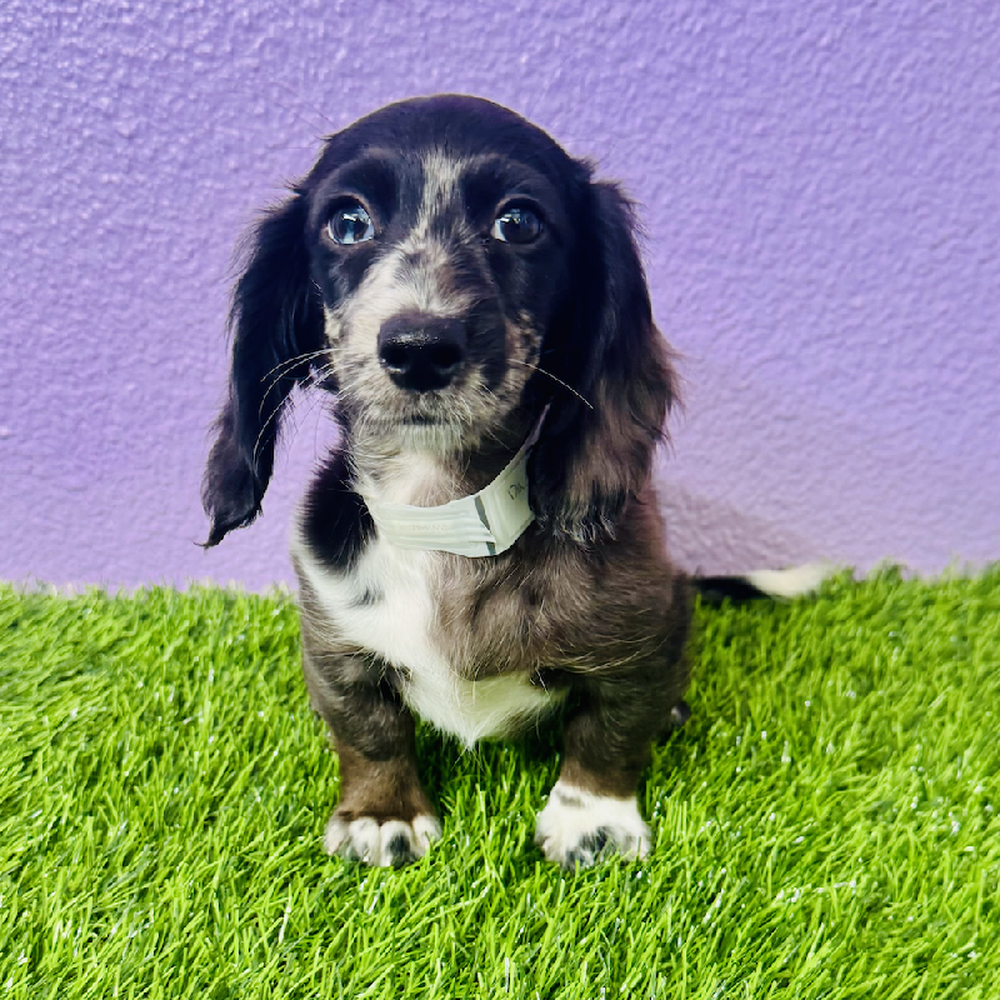 pet breed image