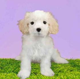 Cavachon