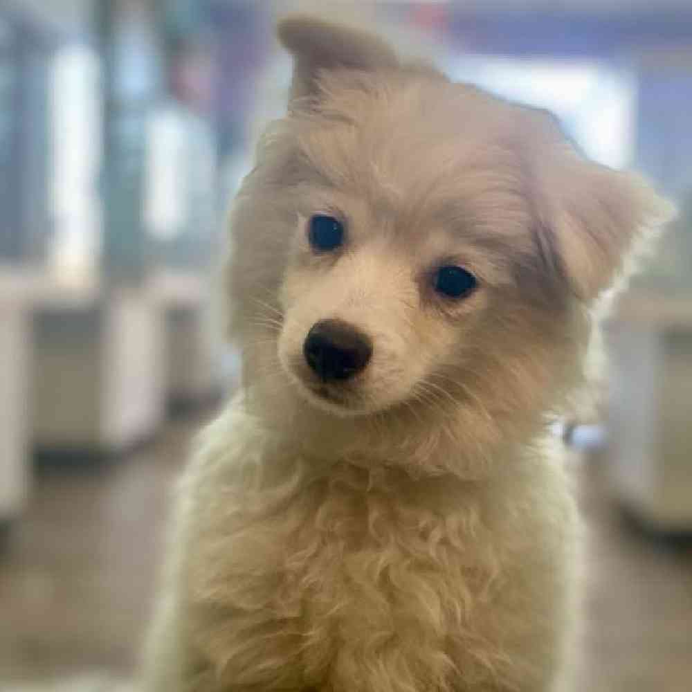 Male PomChi Puppy for Sale in Tolleson, AZ