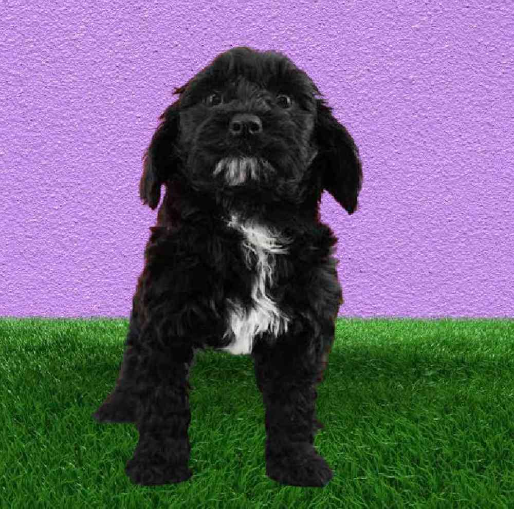 Male Havapoo Puppy for Sale in Puyallup, WA