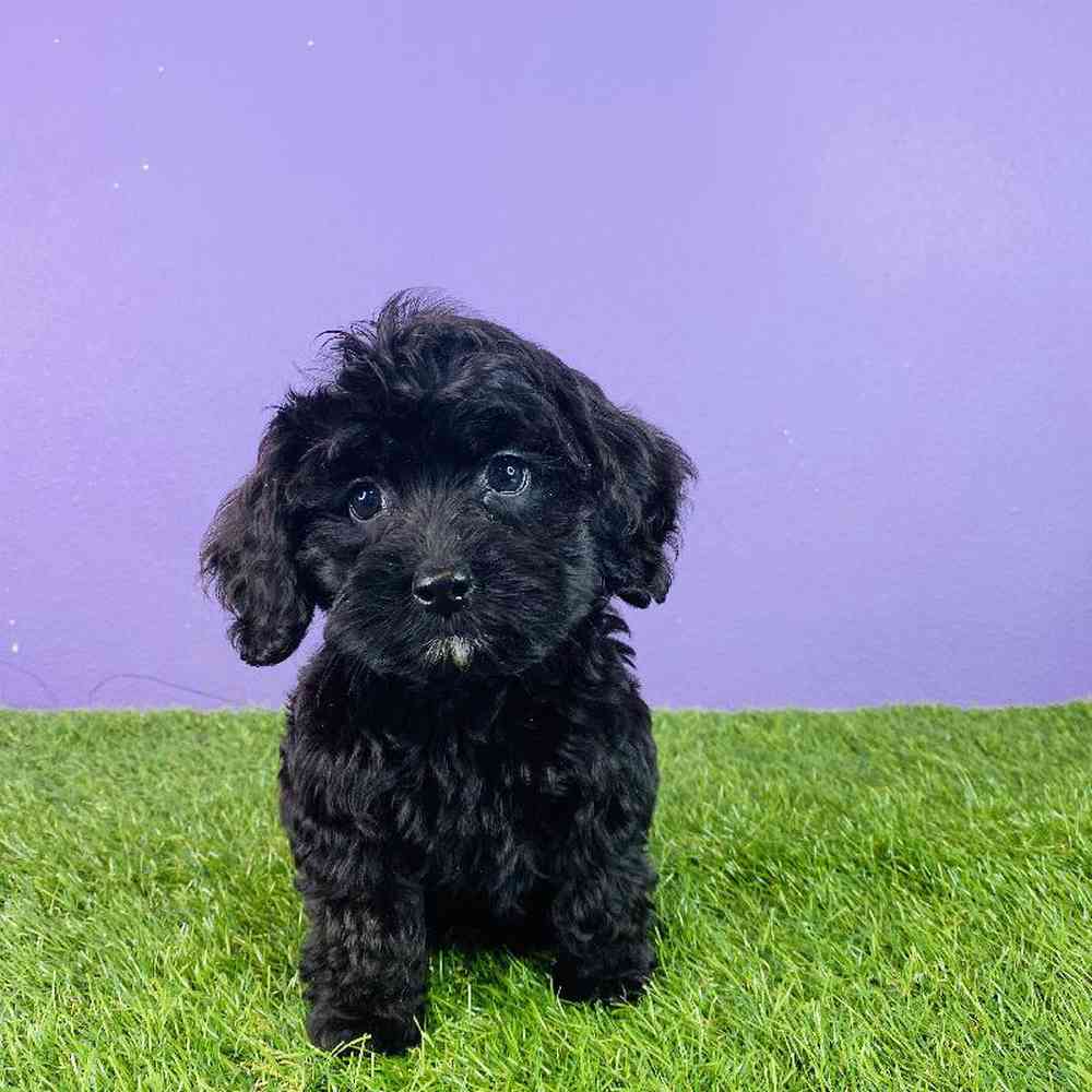 Female Cockapoo Puppy for sale