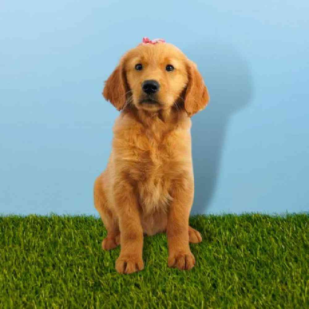Female Golden Retriever Puppy for sale