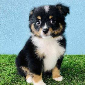 Mini Australian Shepherd