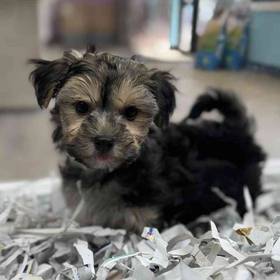 Morkie