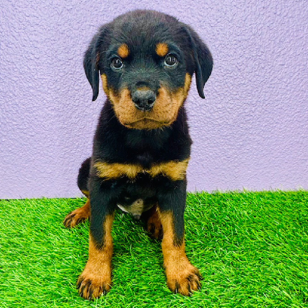 pet breed image