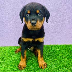 Rottweiler