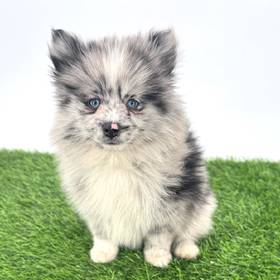 2nd Gen Pomsky