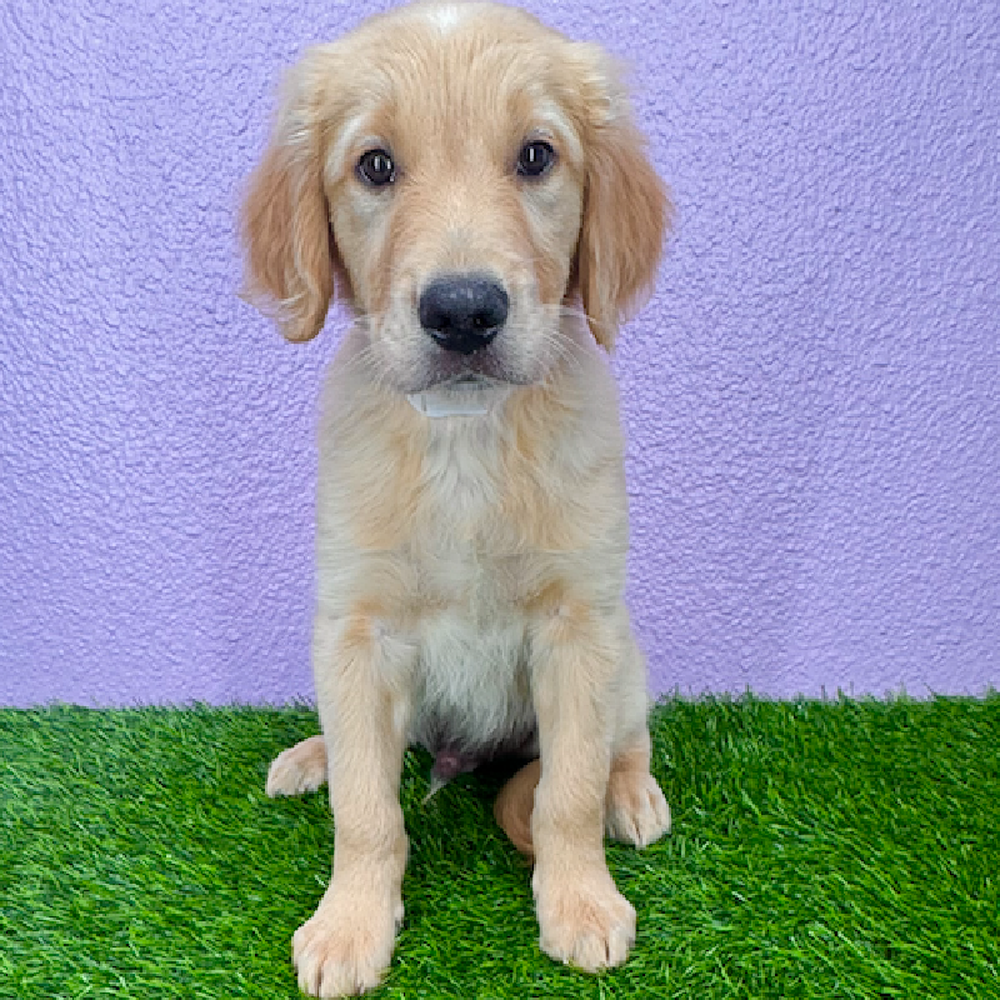 pet breed image