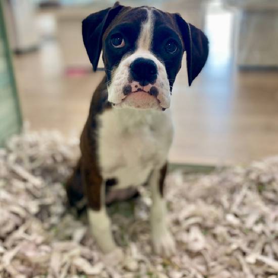 Washington sales boxer puppies
