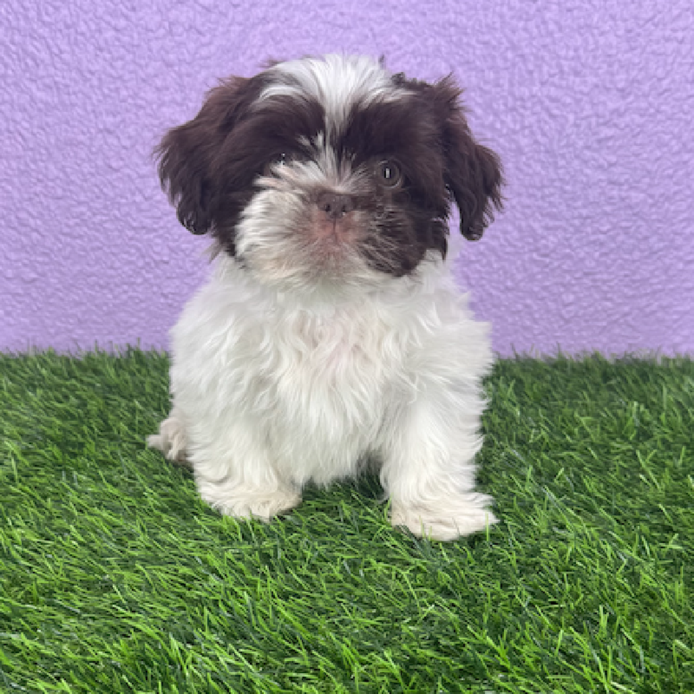 pet breed image