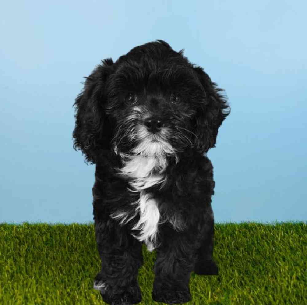 Male Cockapoo Puppy for sale