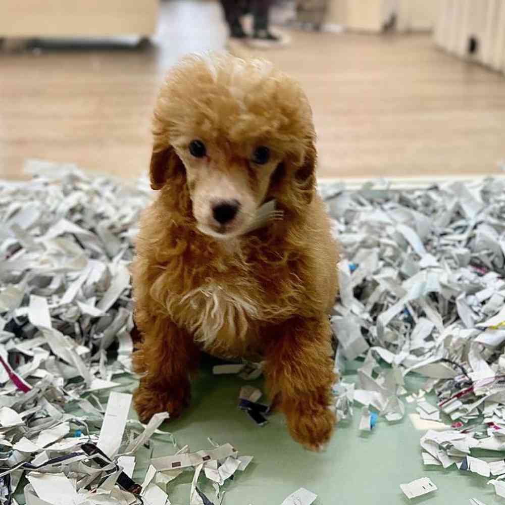 carousel pet images