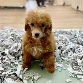 Poodle