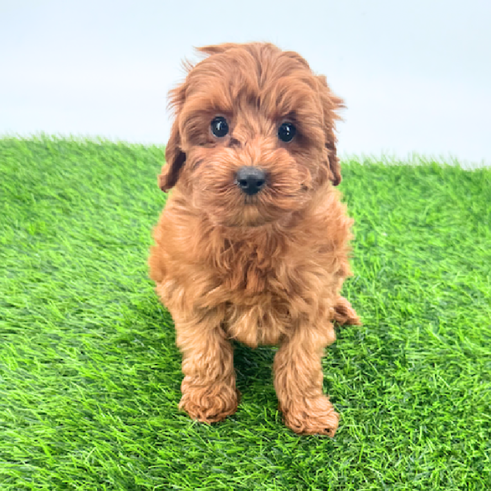 pet breed image