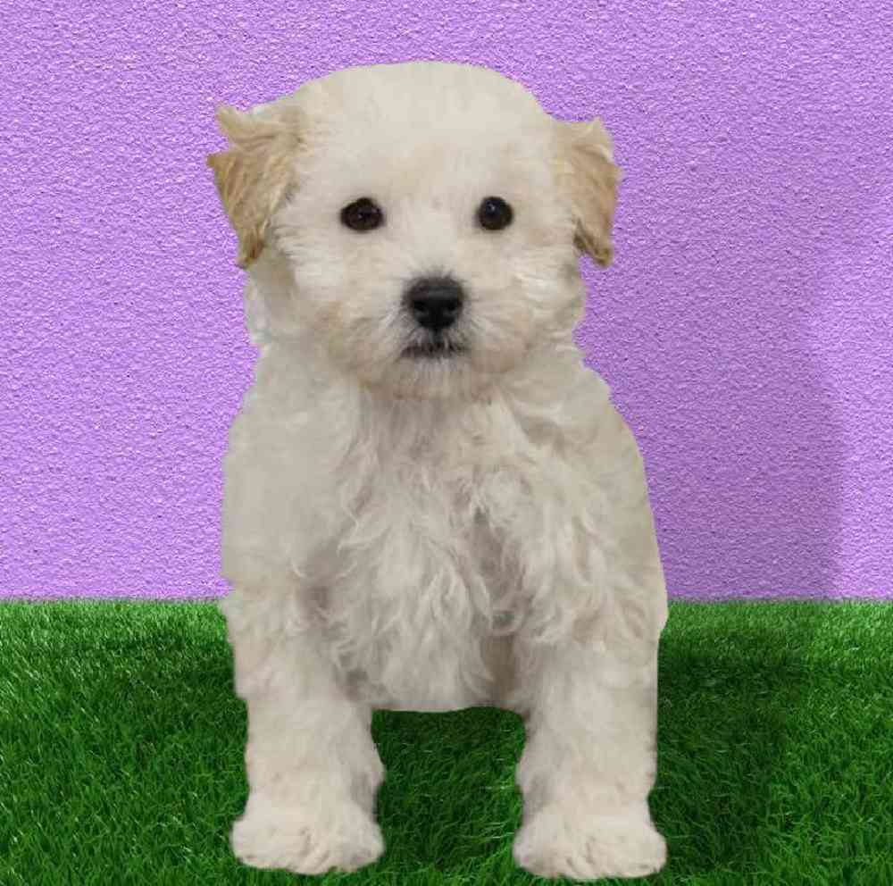 Maltipoo Puppies for Sale Renton