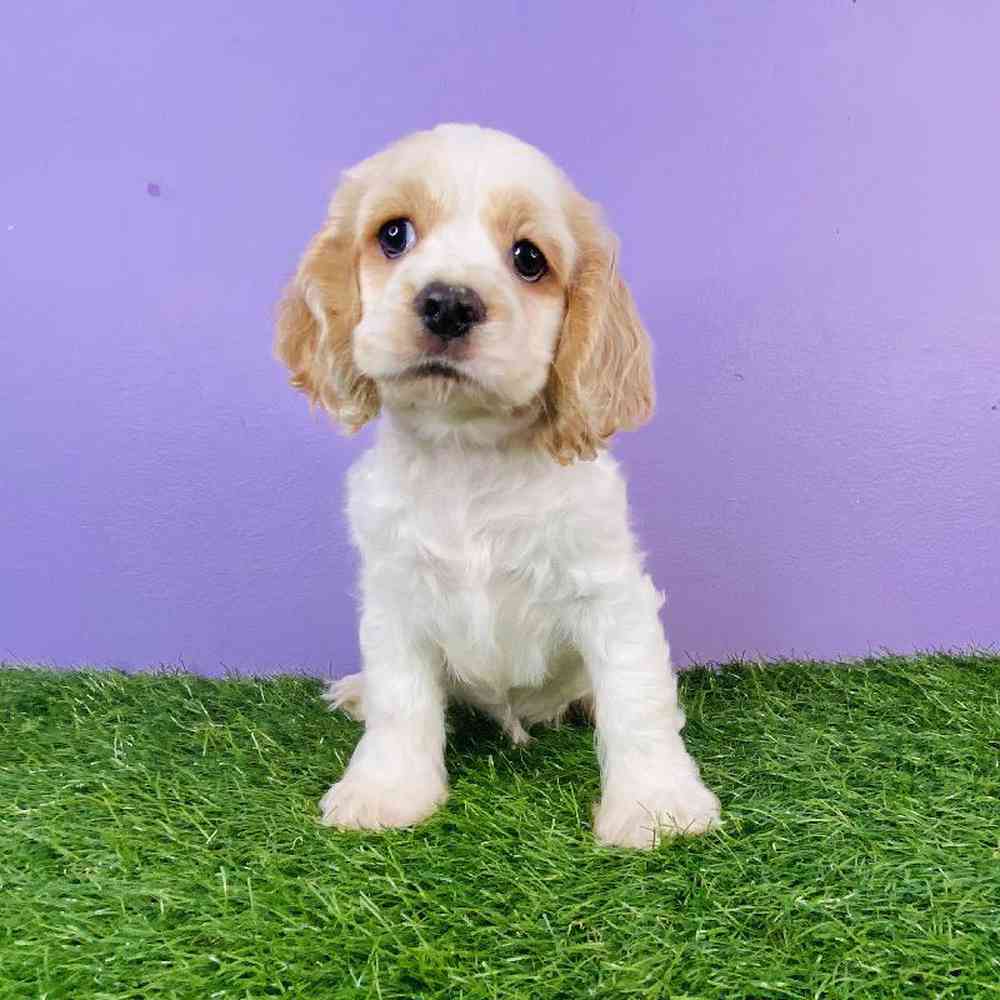 Female Cocker Spaniel Puppy for sale