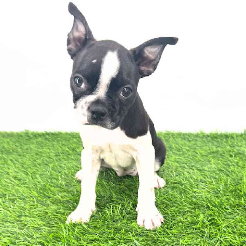 pet breed image