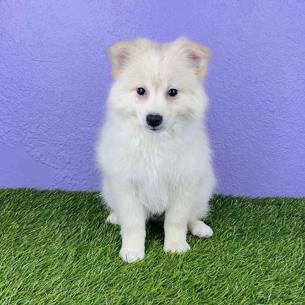 Male Pomimo Puppy for sale