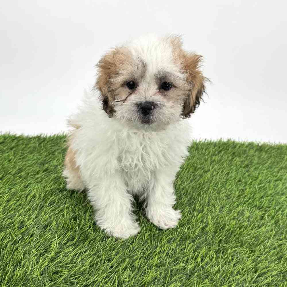 pet breed image