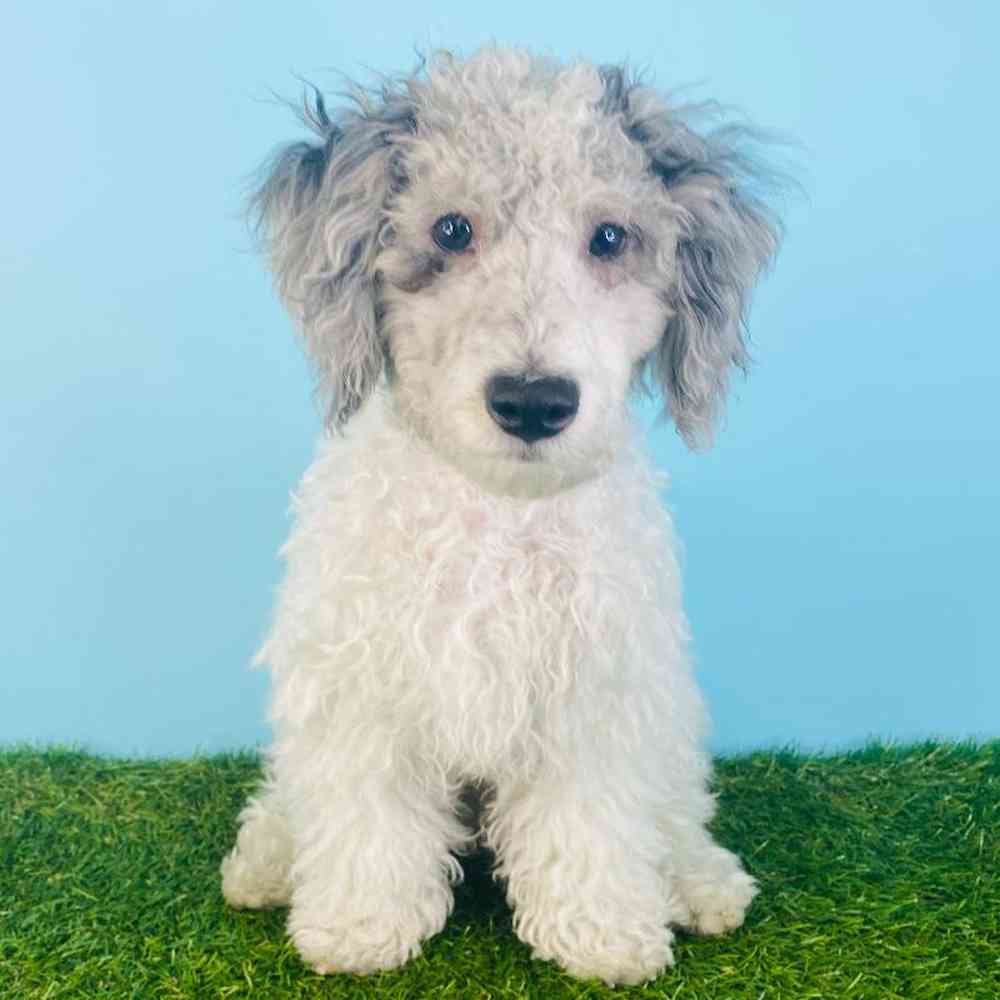 Male Poodle Puppy for sale