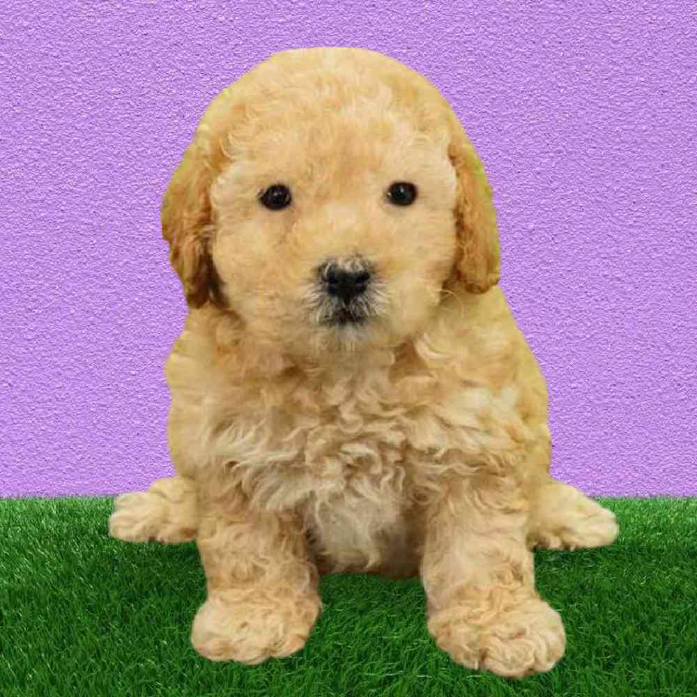 Male Cavapoo Puppy for Sale in Puyallup, WA