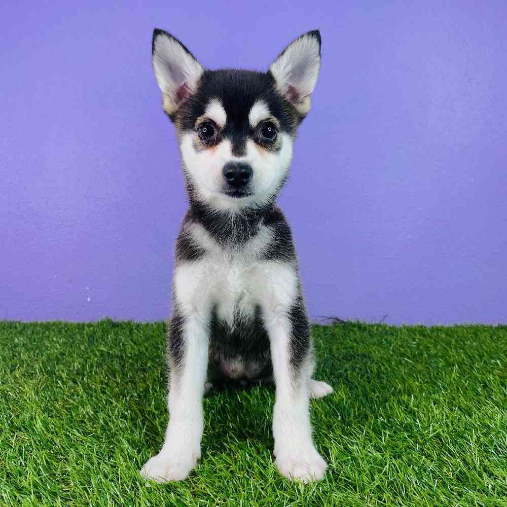 Female Alaskan Klee Kai Puppy for sale