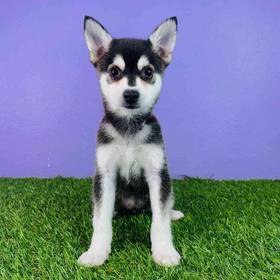 Alaskan Klee Kai