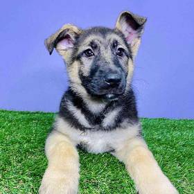German Shepherd