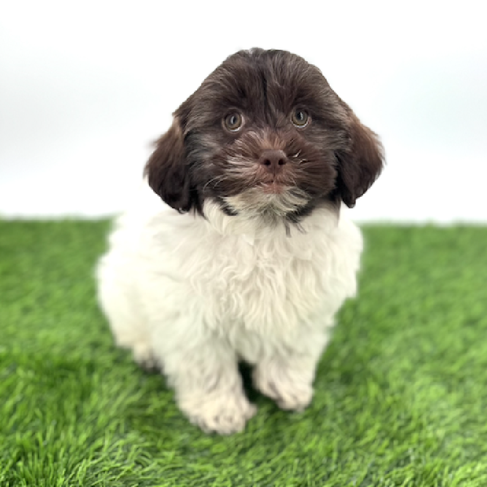 carousel pet images