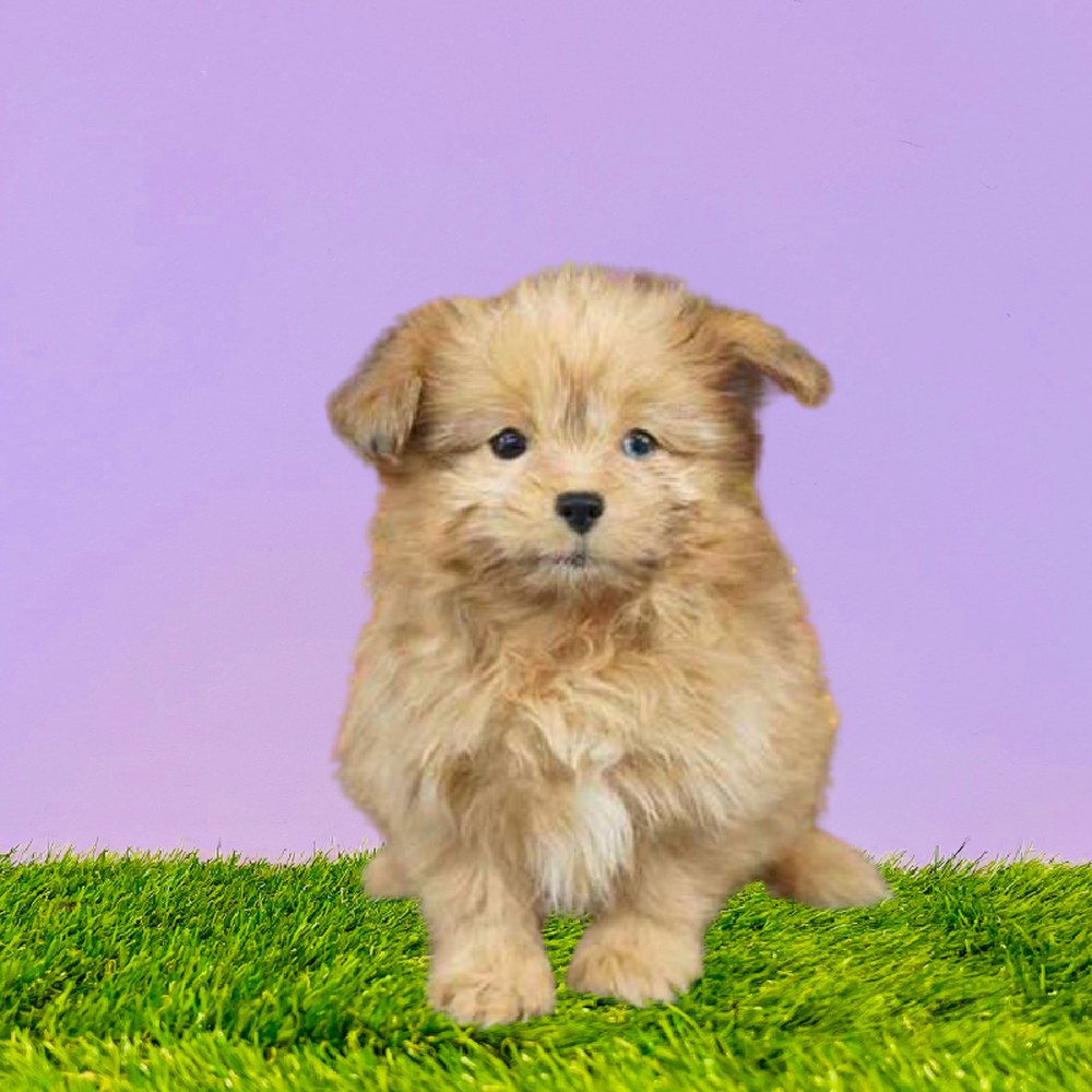 Female Shiranian Puppy for Sale in Puyallup, WA