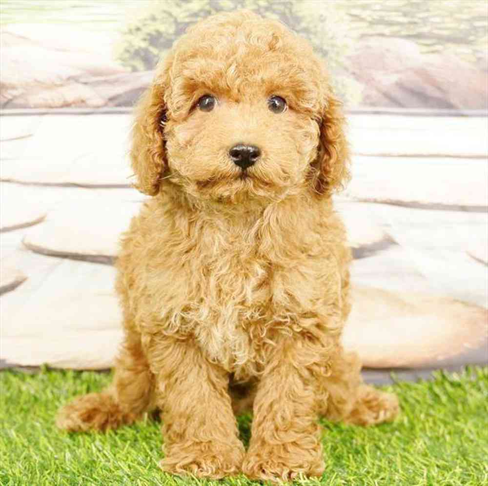pet breed image