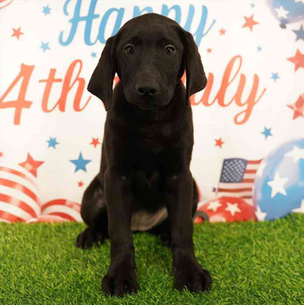 pet breed image