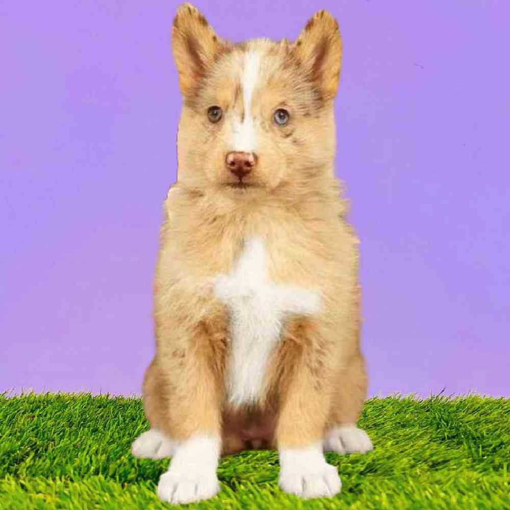 carousel pet images