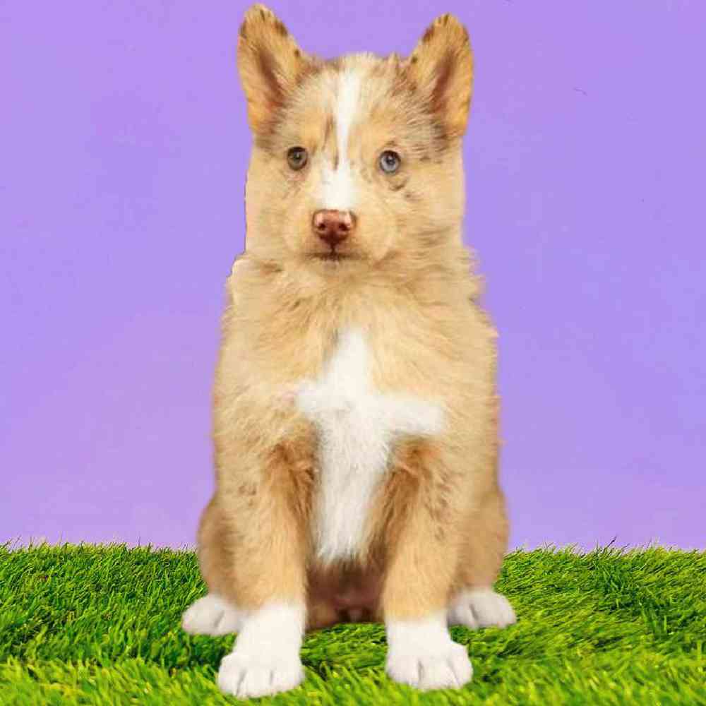 Female Pomsky Puppy for Sale in Puyallup, WA