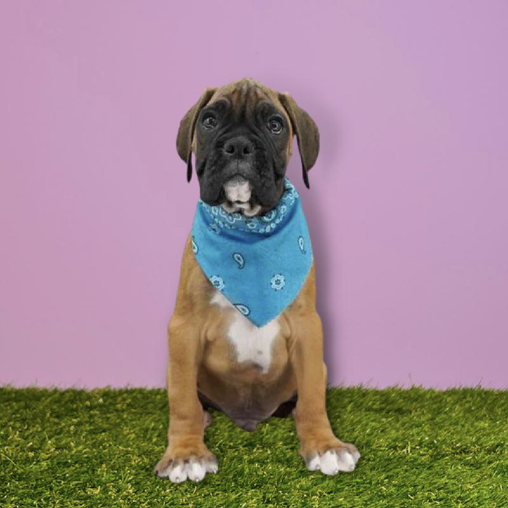 carousel pet images