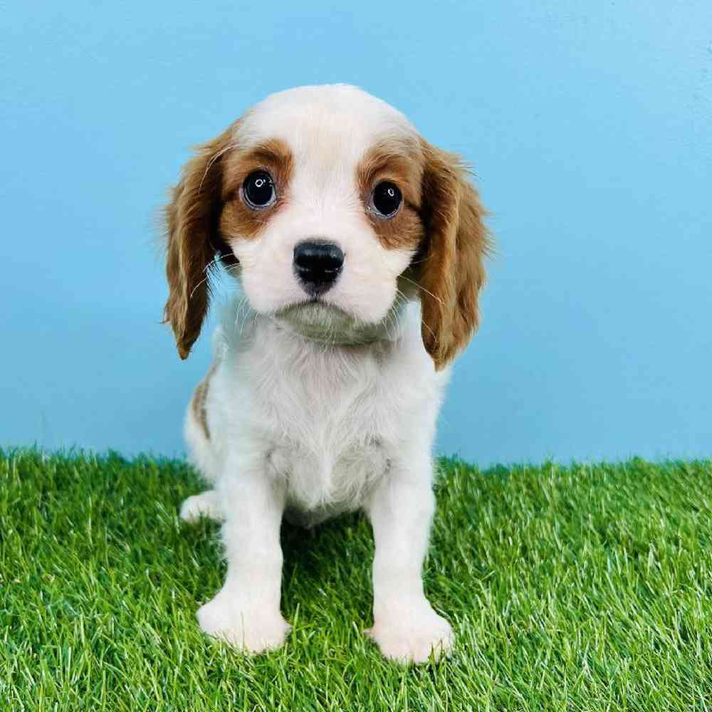 Male Cavalier King Charles Spaniel Puppy for sale