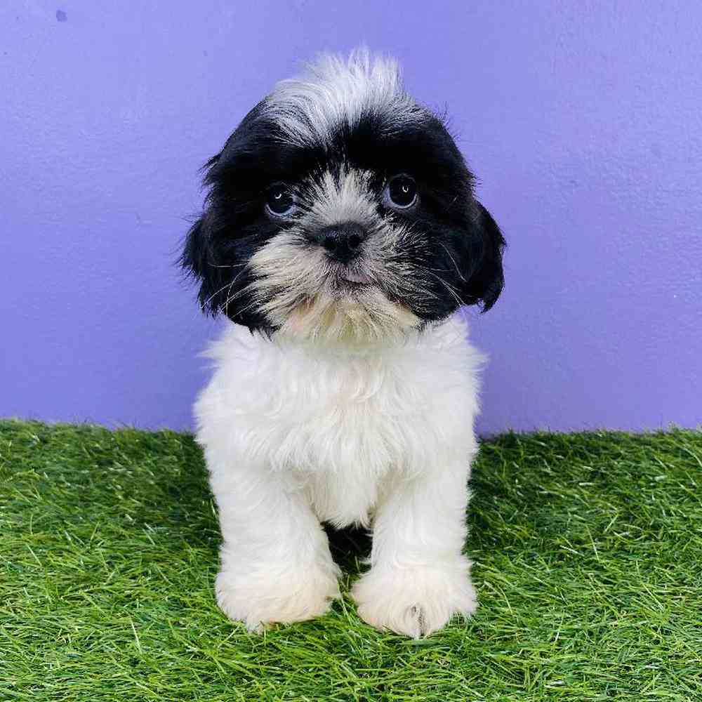 Male Shih Tzu Puppy for sale