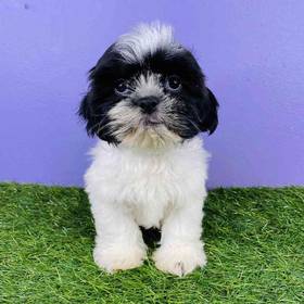 Shih Tzu