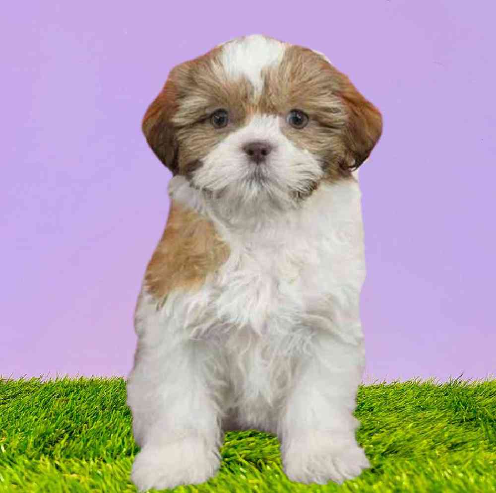 carousel pet images