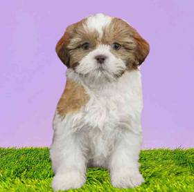 Shih Tzu