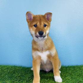 Shiba Inu