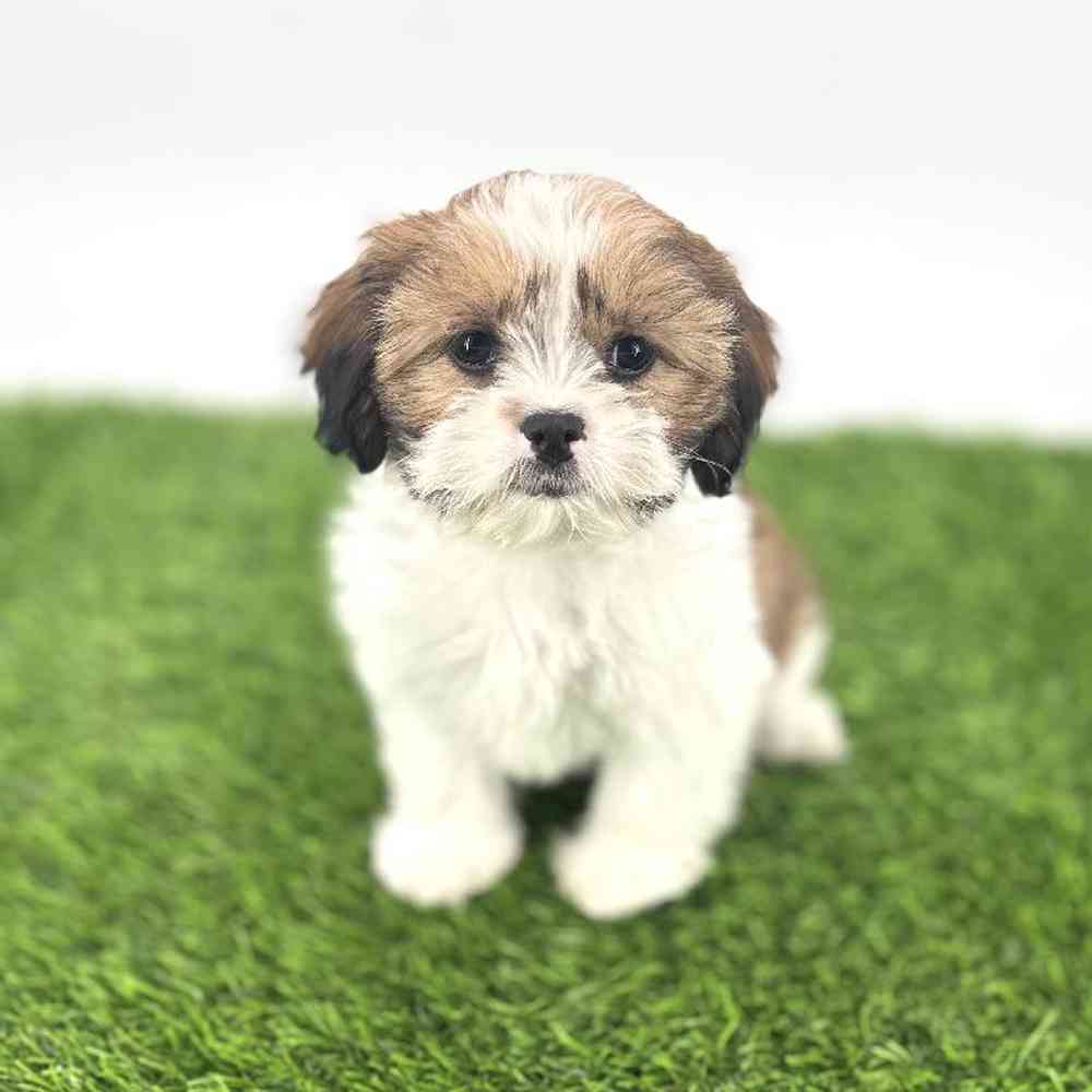 pet breed image
