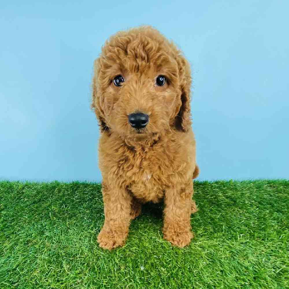 carousel pet images