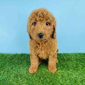 2nd Gen Mini Goldendoodle