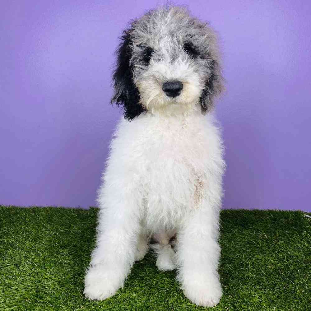 Male Standard Poodle Puppy for sale