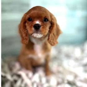 Cavalier King Charles Spaniel